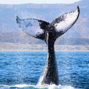 Whale watching in Mancora e1569992289635