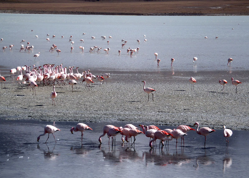 flamingos