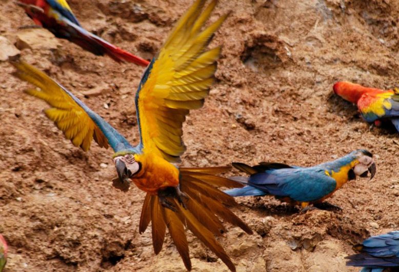 macaw clay lick e1569843768788