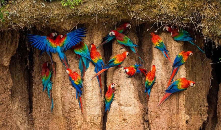 macaws clay licking