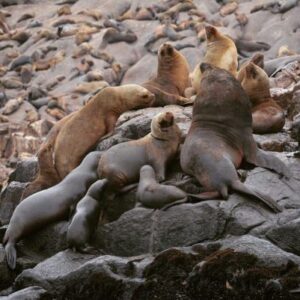 Top Tips For Traveling With Kids In Peru And Beyond 4 sea lions palomino islands
