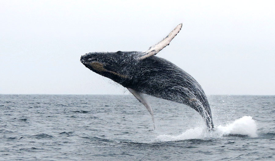 whale watching somersault blogfeatured