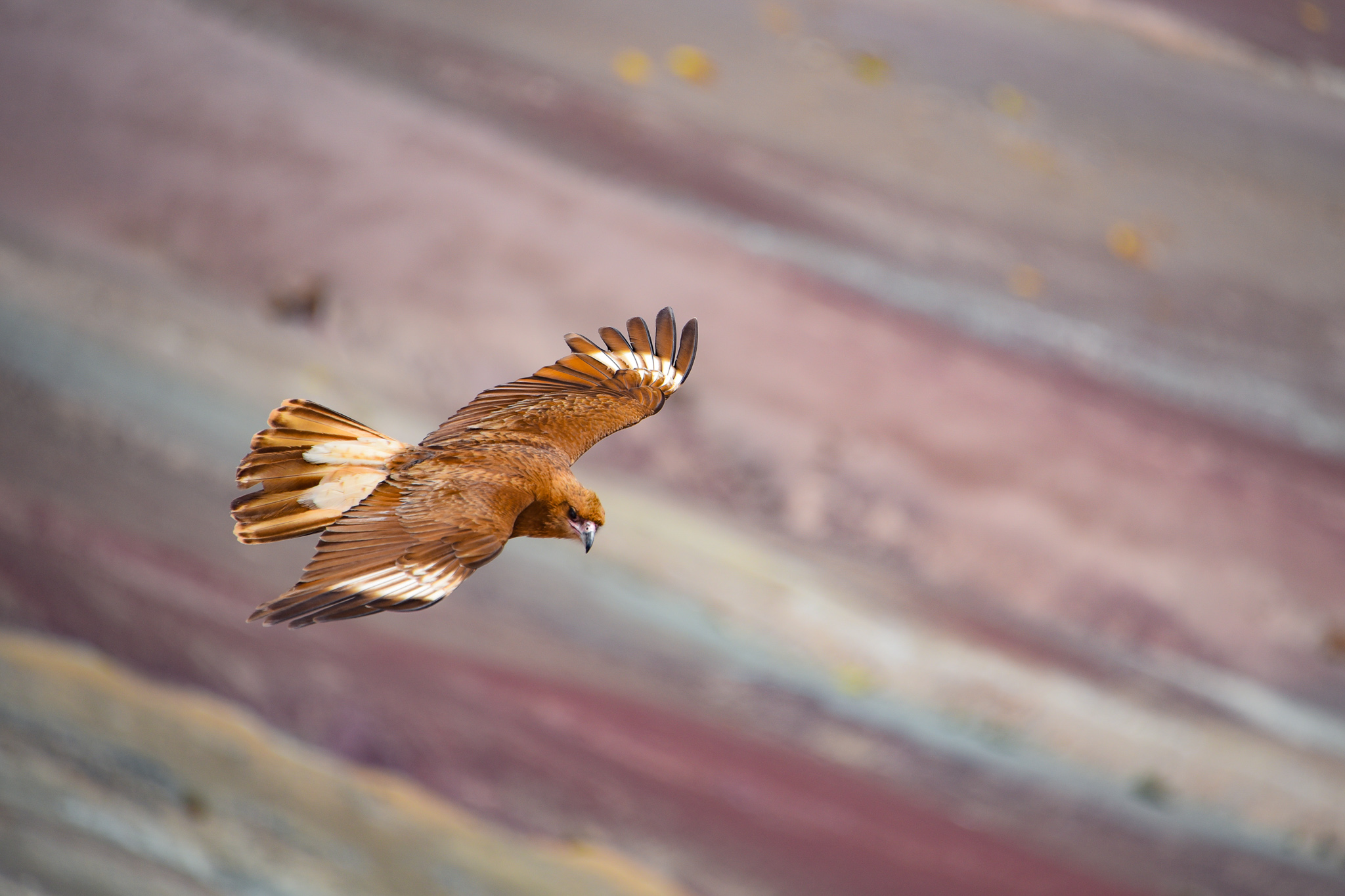 Bird of prey rainbow mountain Rainbow mountain Ausangate Trek