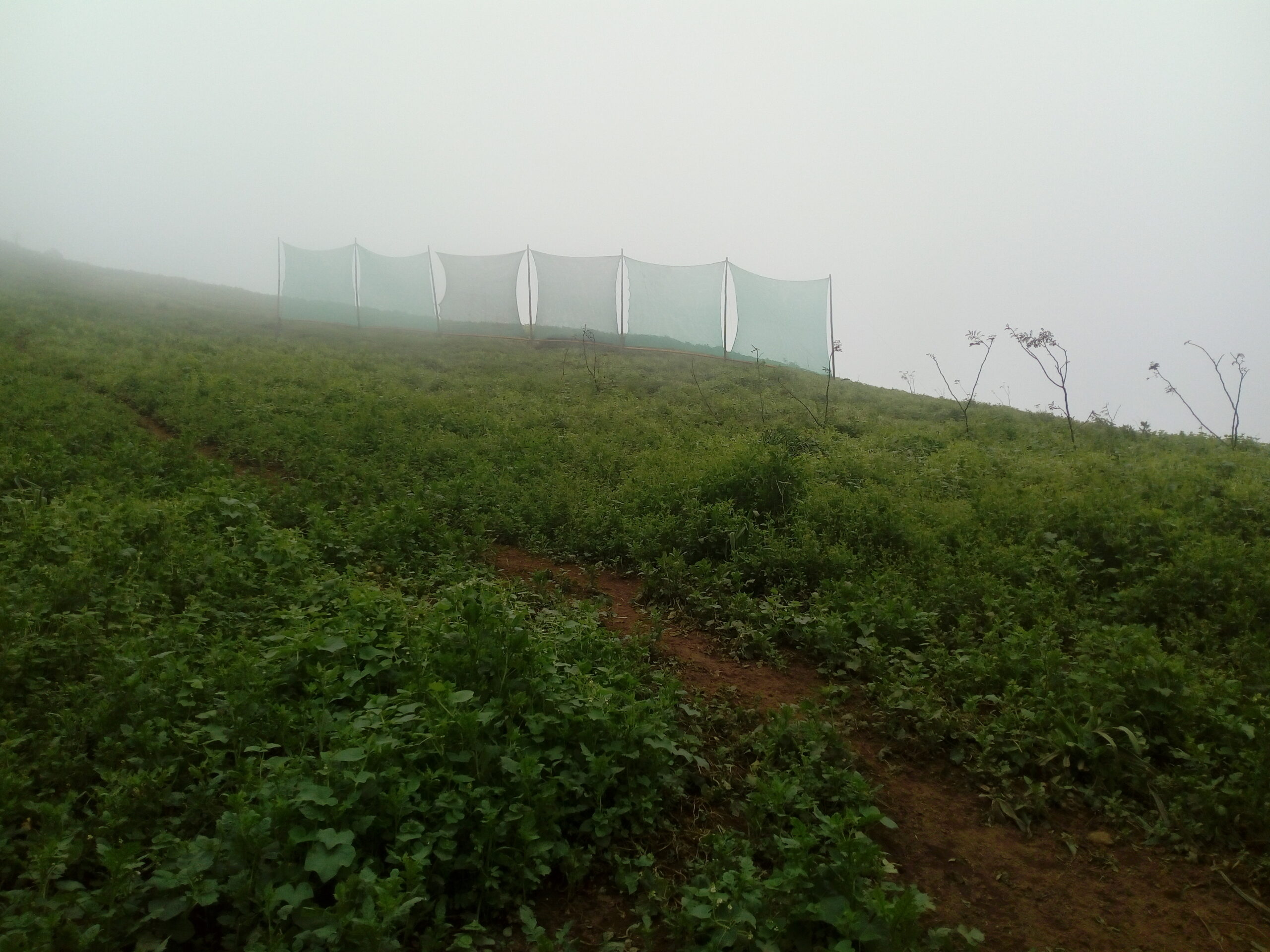 Conscious Travel: How Aracari Is Supporting &Quot;Peruanos Sin Agua&Quot; 6 Fog catchers fluye aracari