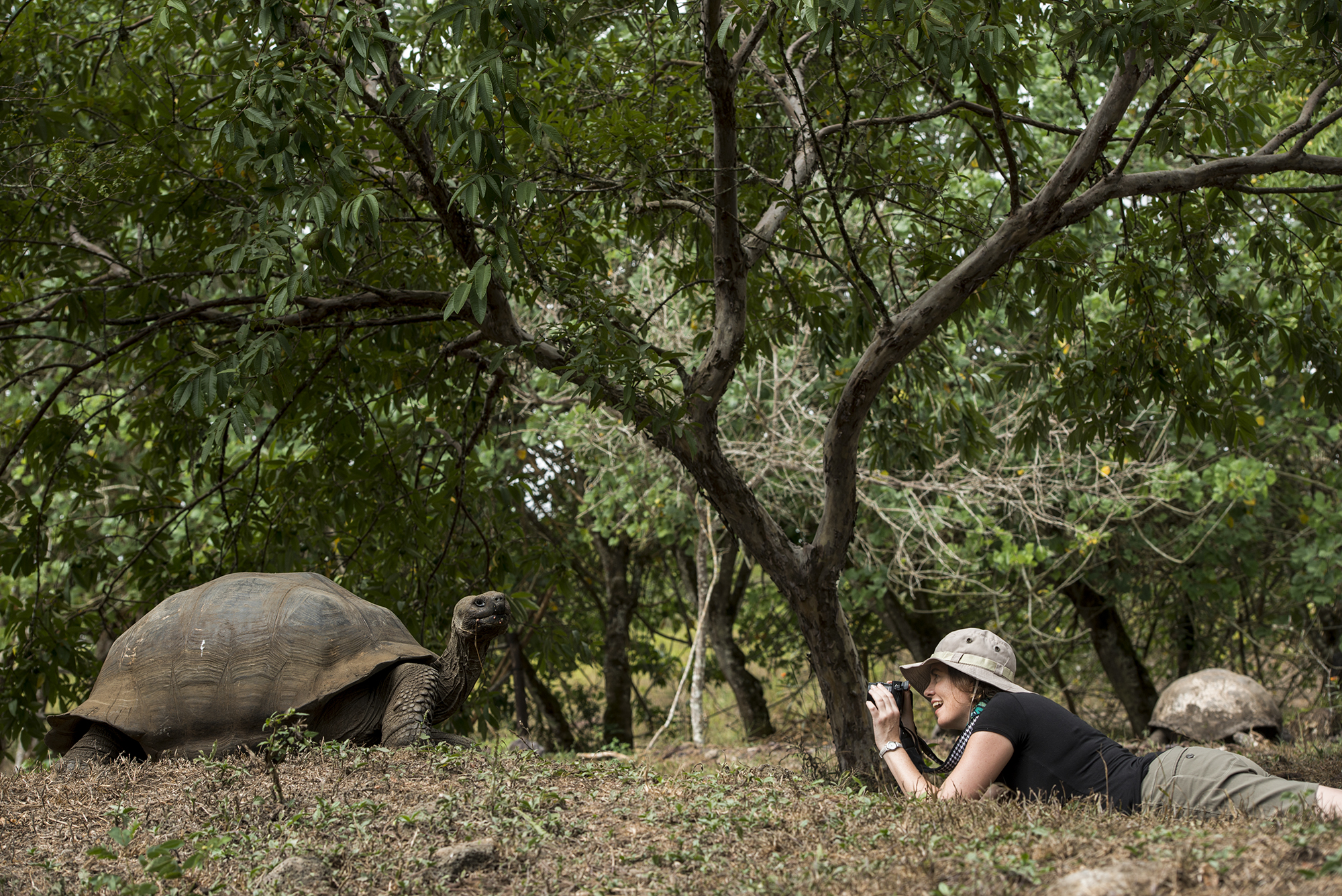 Galapagos Giant Tortoise