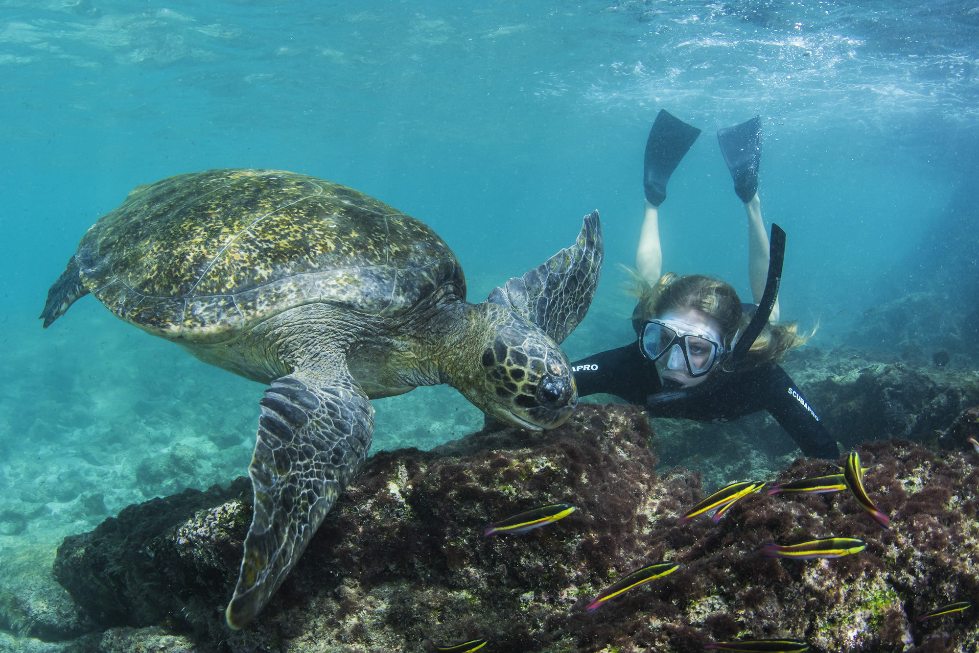 Galapagos-Green-Turtle