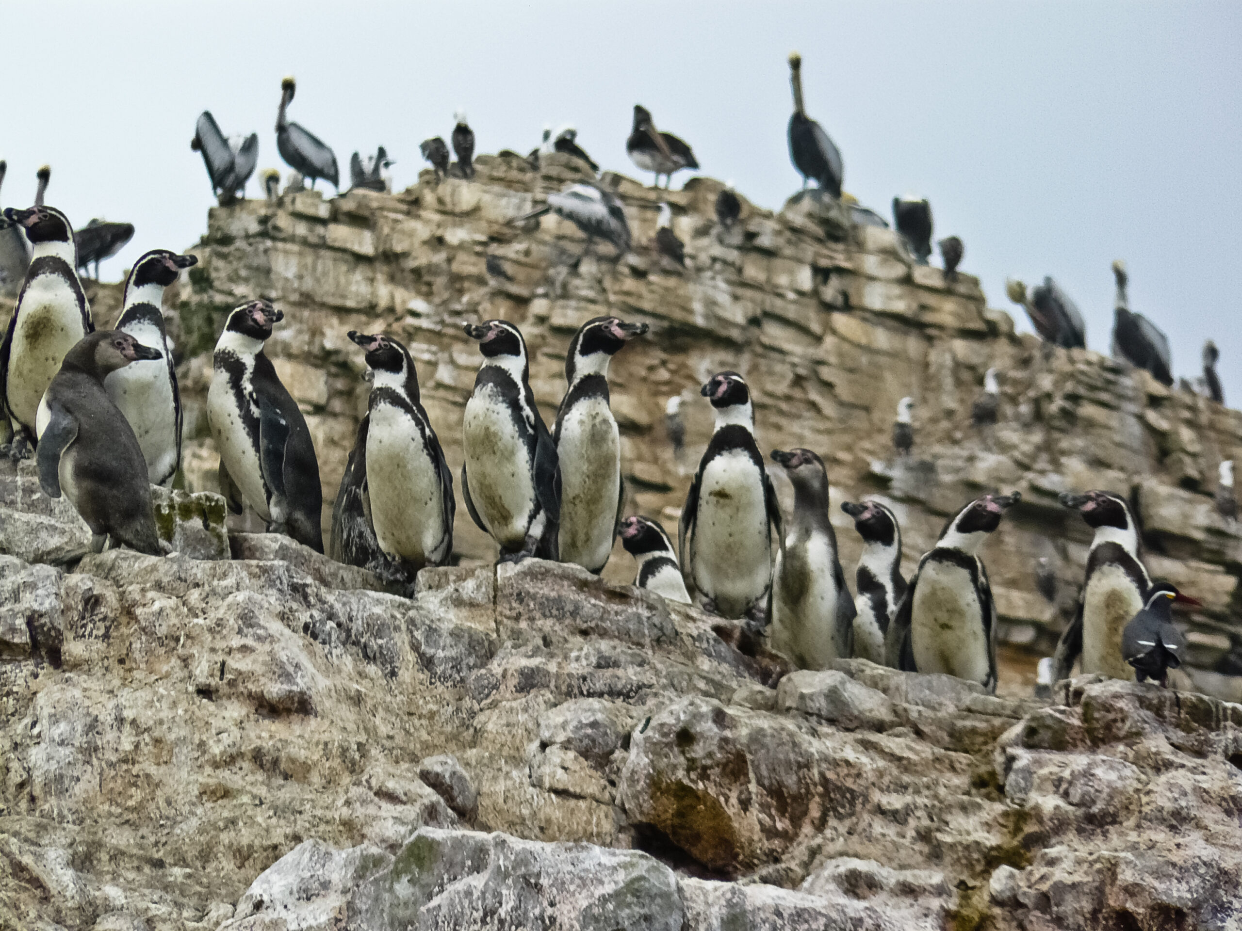 Travelling To Peru With Kids: The 10 Best Activities 2 palomino islands penguin aracari