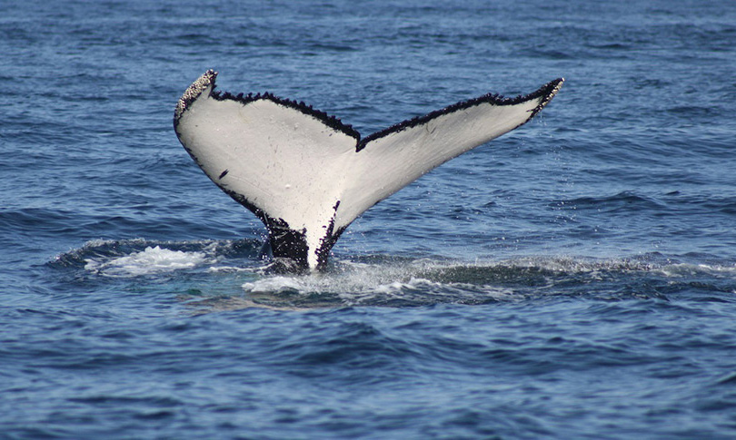 Travelling To Peru With Kids: The 10 Best Activities 4 whale watching aracari