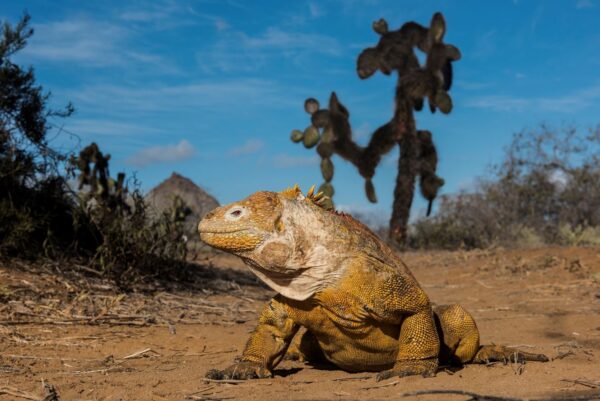 Month By Month – Where To See Wildlife In The Galapagos 2 Iguana galapagos aracari