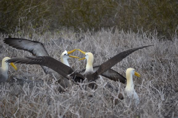 Month By Month – Where To See Wildlife In The Galapagos 3 albatross galapagos aracari