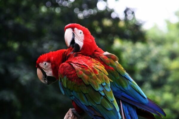 Combining Conservation &Amp; Hospitality 3 scarlet macaw