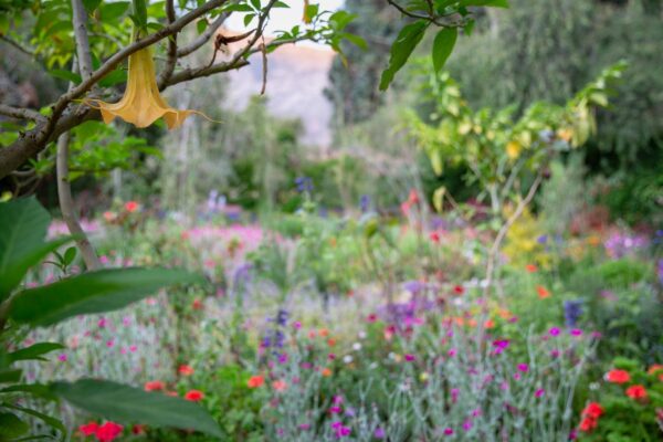 Maud garden