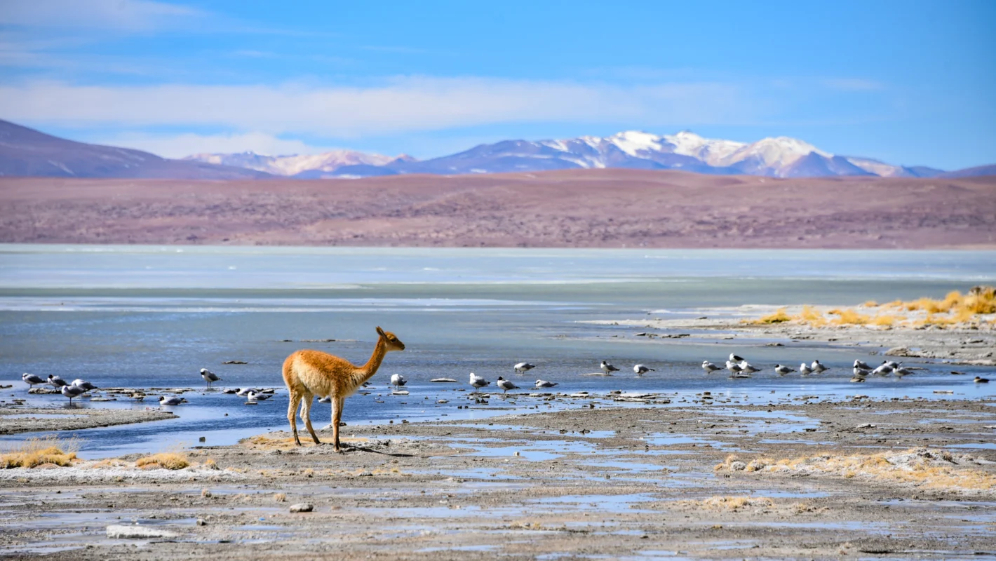 Vicunas and birds grazing on the shores of Laguna Salada, Reserve Eduardo Avaroa, Potosi, Bolivia