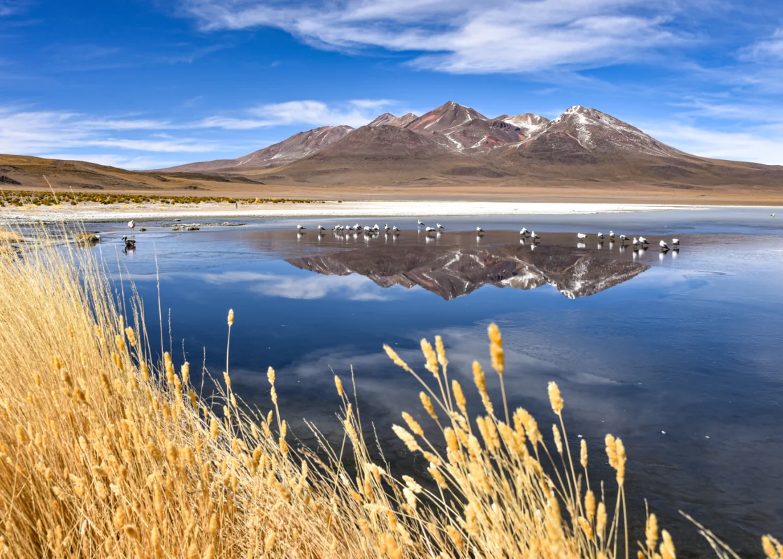 Flocks of birds stand on the frozen waters of Laguna Canapa, in the mountains of the Sud Lipez province, Uyuni, Bolivia