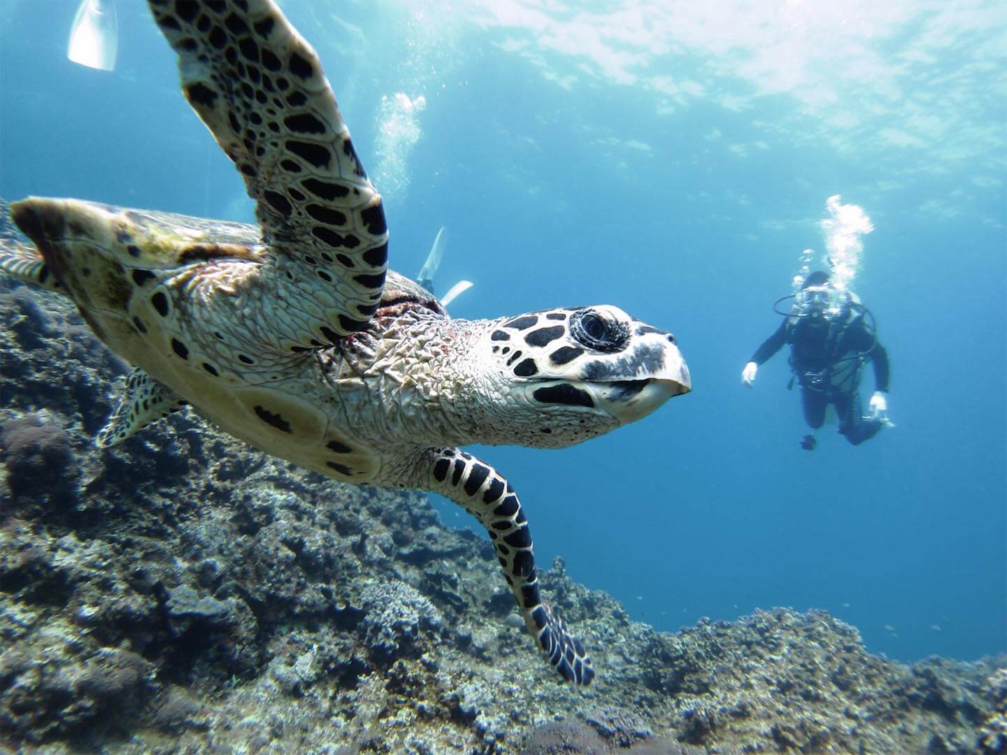 Marisol’s Insider Guide To Booking A Trip To The Galapagos Islands 9 sea turtle swimming isla de la plata