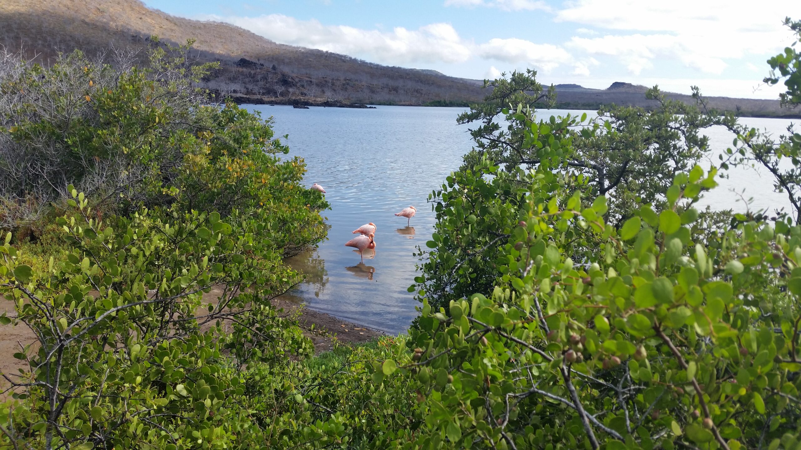 Marisol’s Insider Guide To Booking A Trip To The Galapagos Islands 11 flamingos resting in the shore with vegetation