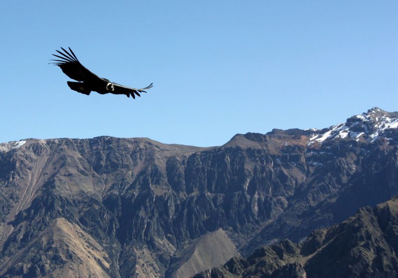Finding Moments Of Awe In South America 13 colca canyon