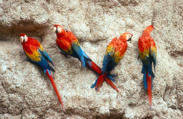 Finding Moments Of Awe In South America 7 Macaws New