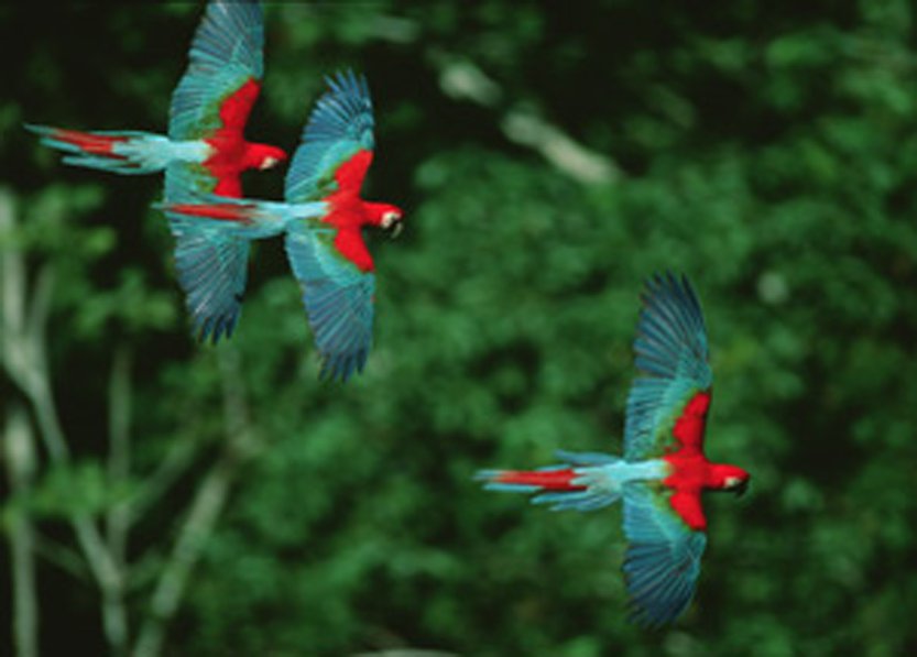 National Parks In South America: Our Unique Guide 20 Bolivia Madidi 1