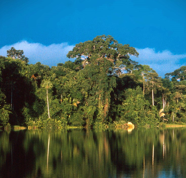 National Parks In South America: Our Unique Guide 9 Tambopata Forest