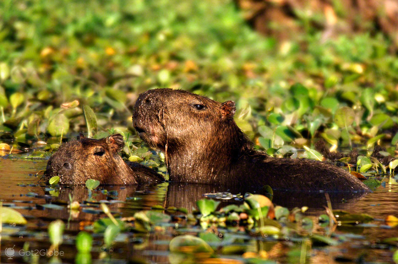 National Parks In South America: Our Unique Guide 6 esteros del ibera pantanal argentina capivaras carpinchos