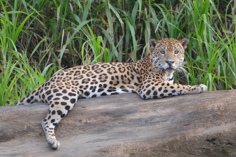 How To Plan A Trip To The Amazon: Our Expert Guide 3 CSC 0823