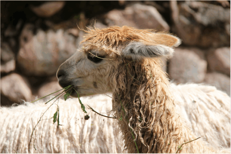 Travel into the soul of Peru and South America 3 travel with purpose