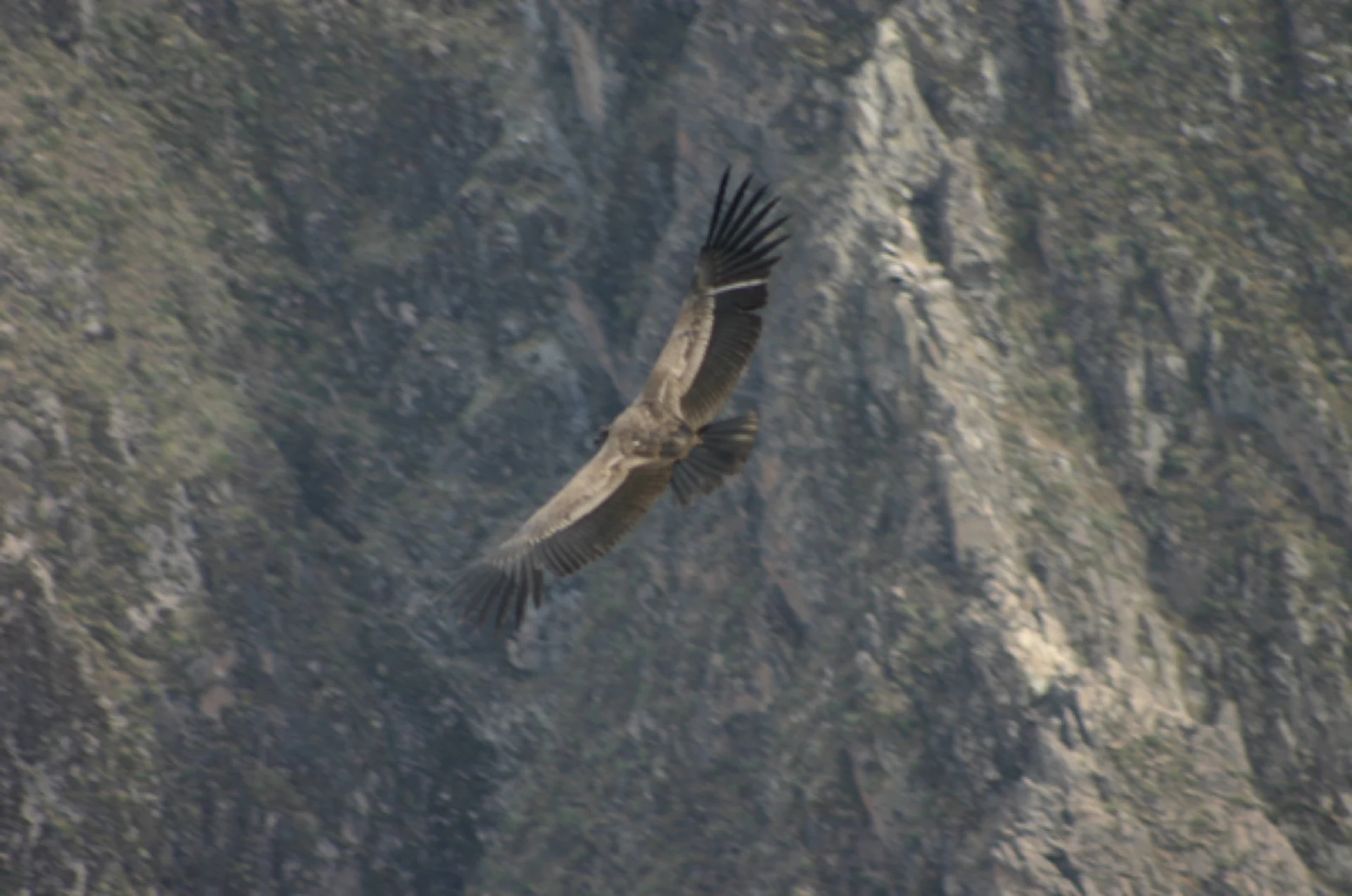 Condors in the Colca