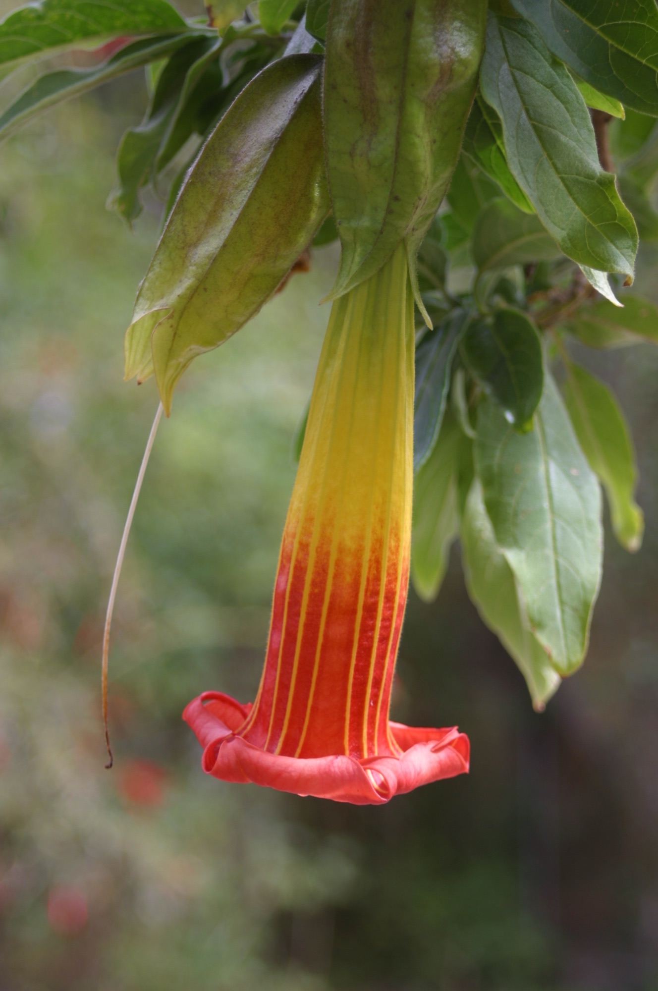 The beautiful flowers surrounding Parador del Colca