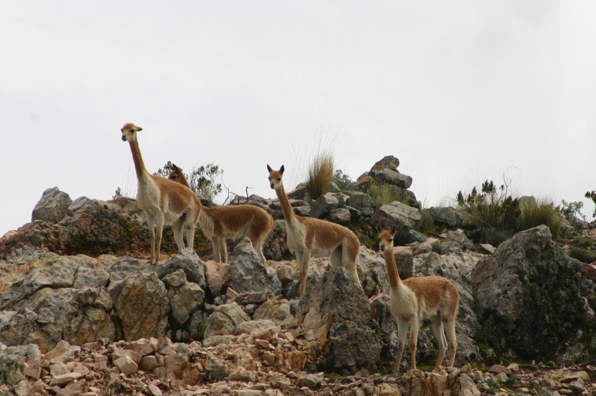 Martha's llamas on the island